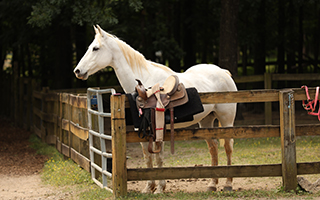 white horse behind fence at camp widji